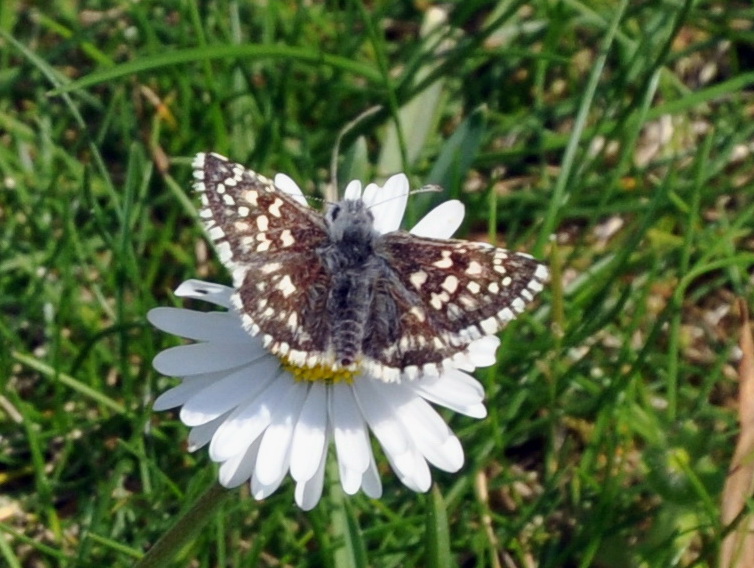 Pyrgus sp. ?